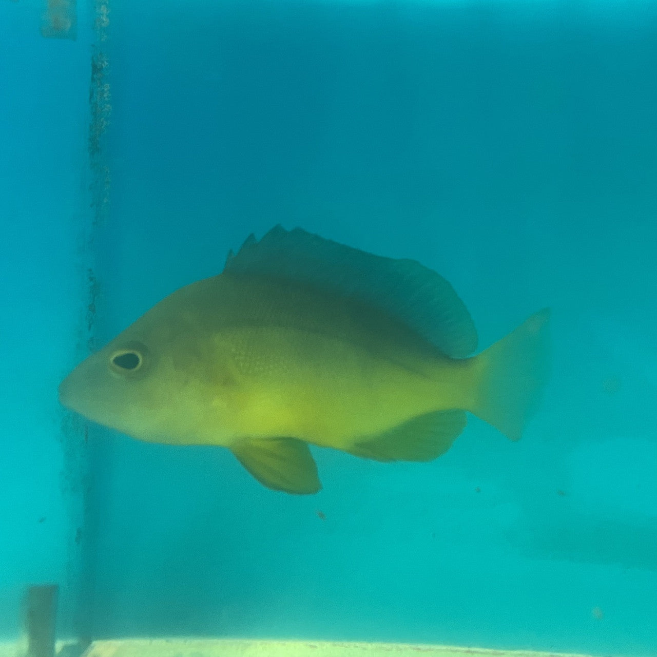 Yellow Belly Hamlet (sm/md <4")