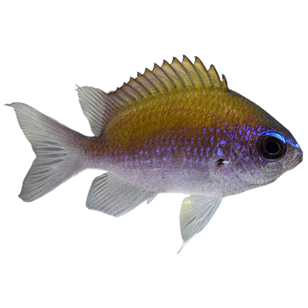 Sunshine Damsel (small)