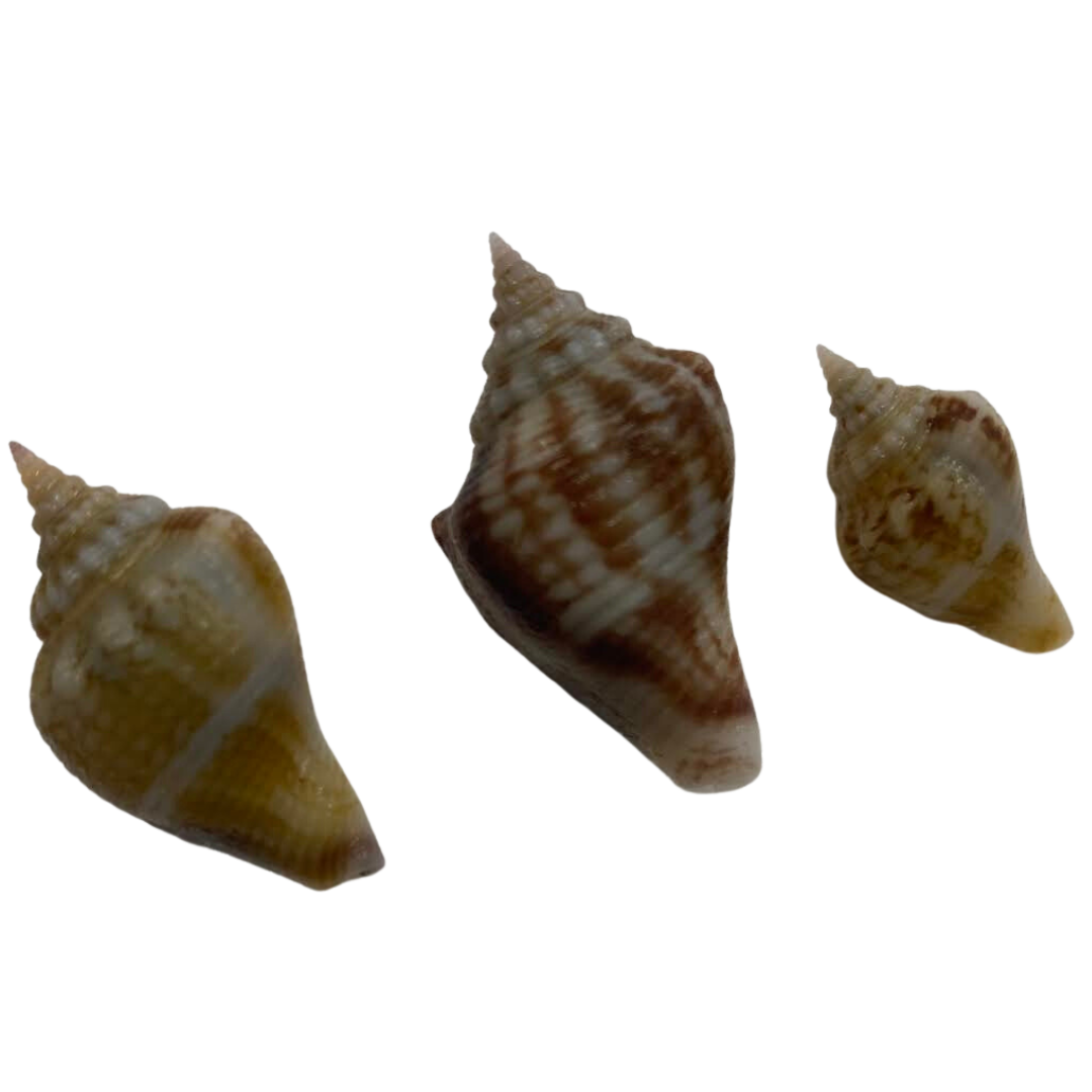 Fighting Conch XS (3/4"-1.5")