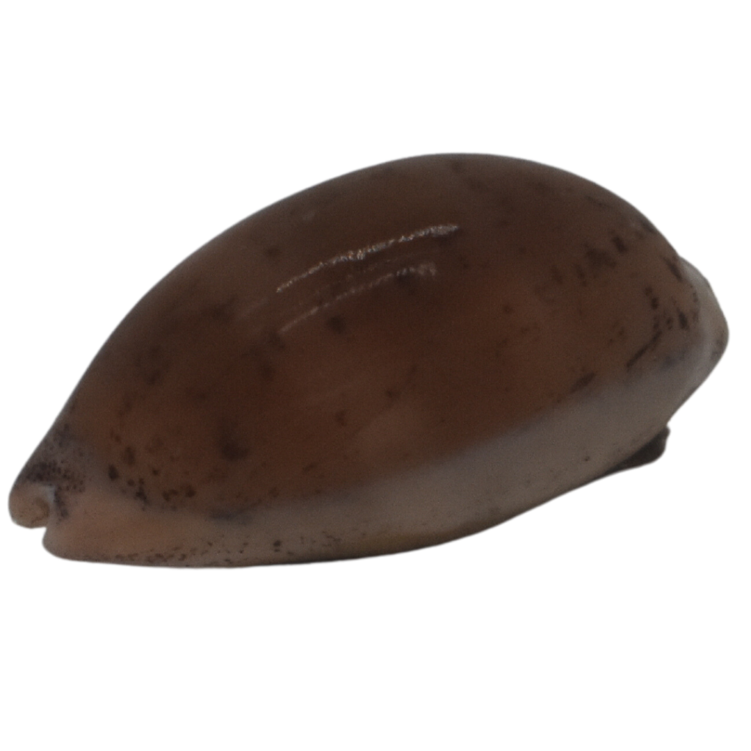 Cowrie