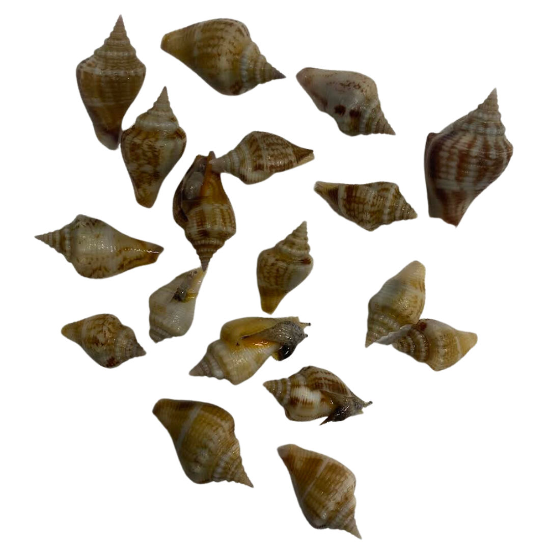 Fighting Conch XS (3/4"-1.5")