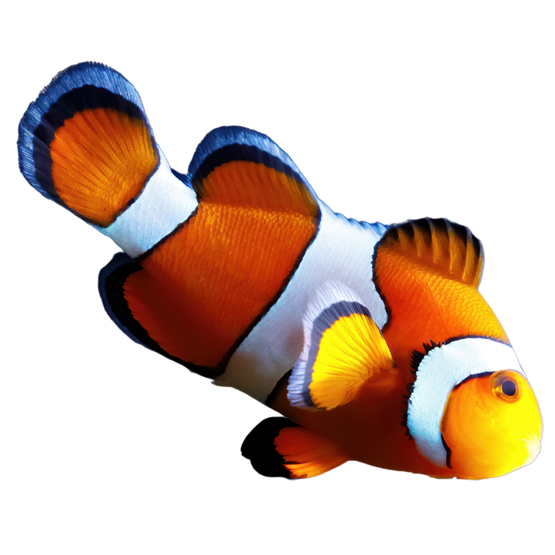 Clown fashion fish tank