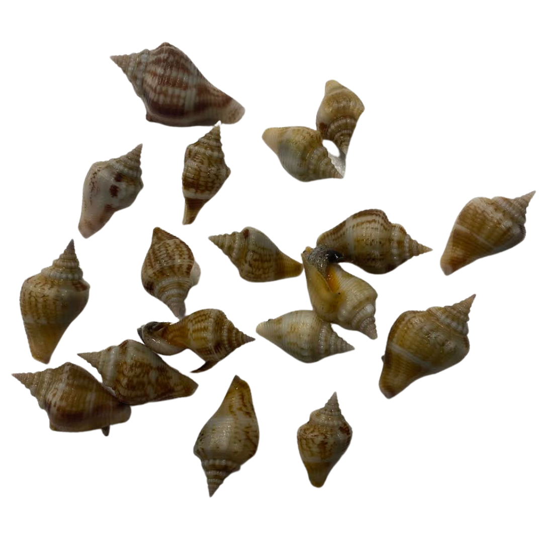 Fighting Conch XS (3/4"-1.5")