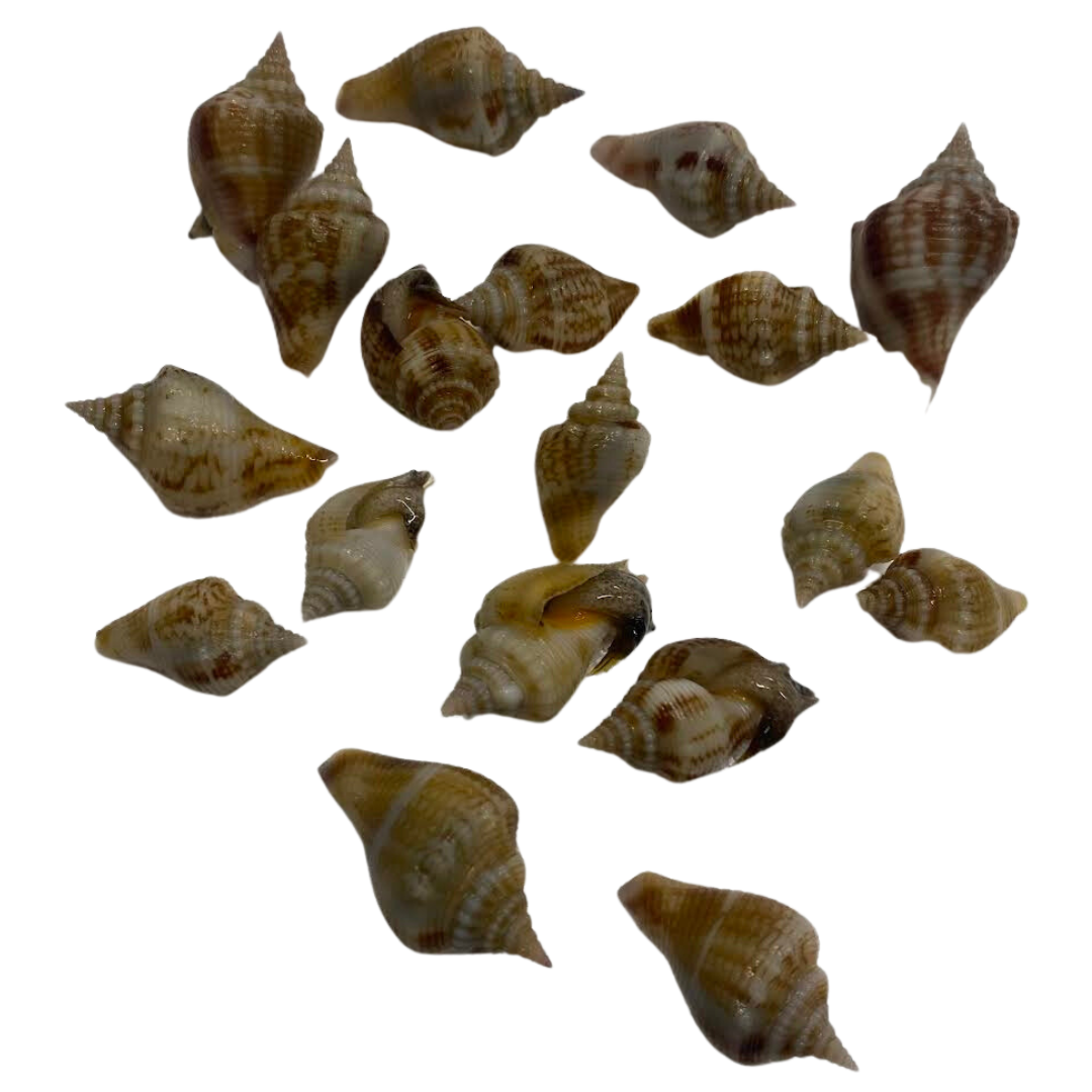 Fighting Conch XS (3/4"-1.5")