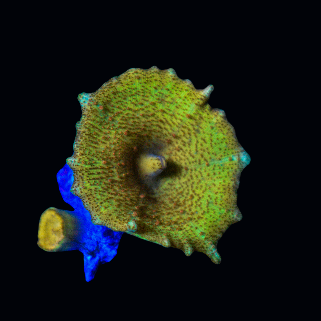 Tank Raised Sharknose Goby
