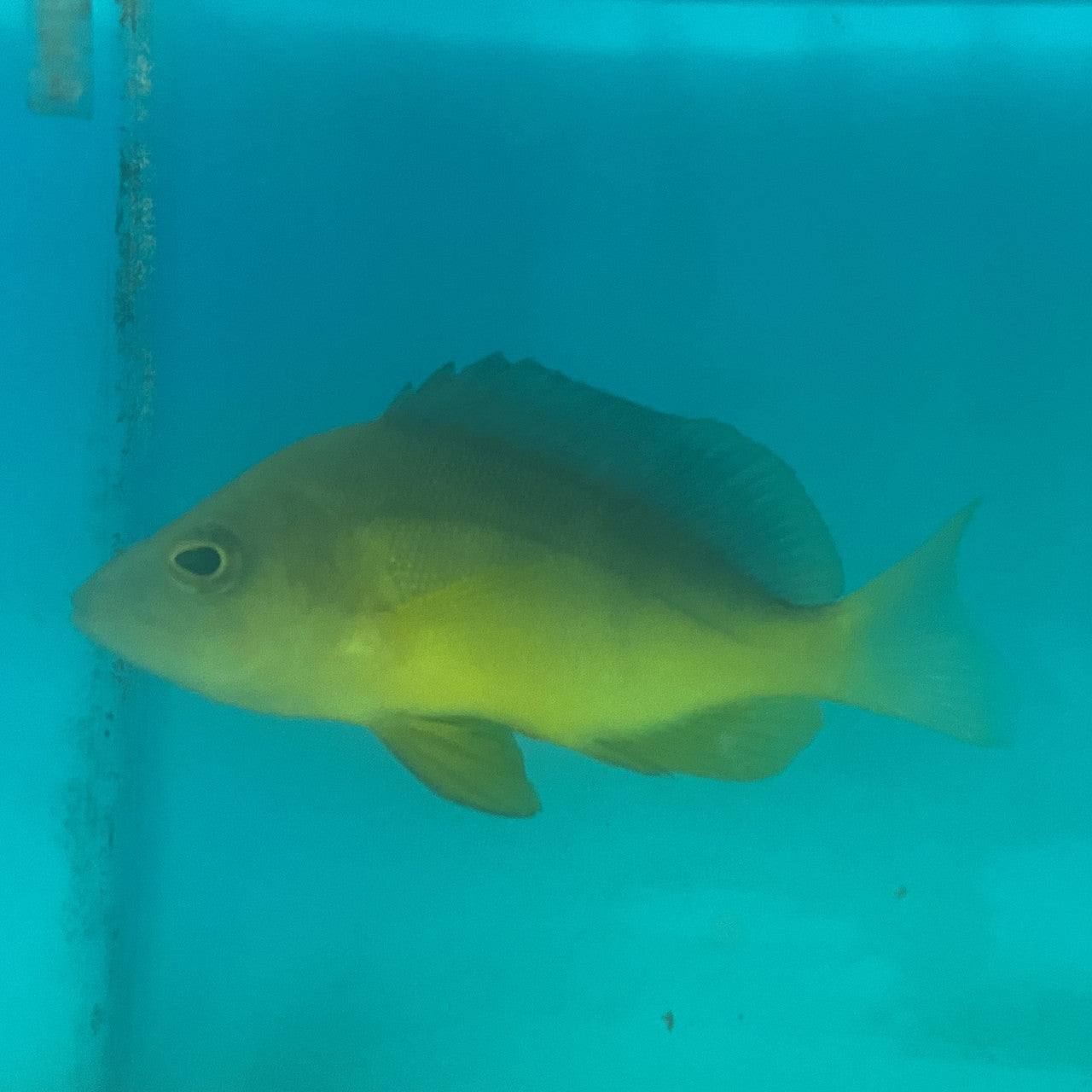 Yellow Belly Hamlet (sm/md <4")