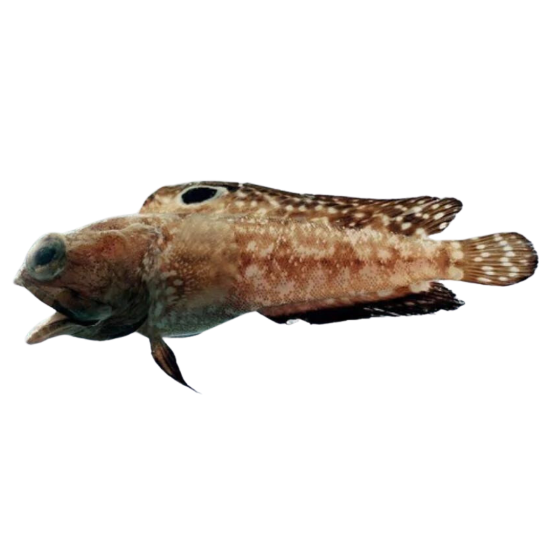 Spot Fin Jawfish (4-6 inches)