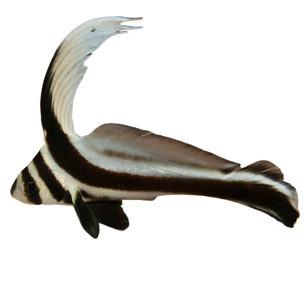 Jack Knife (medium 3-5")