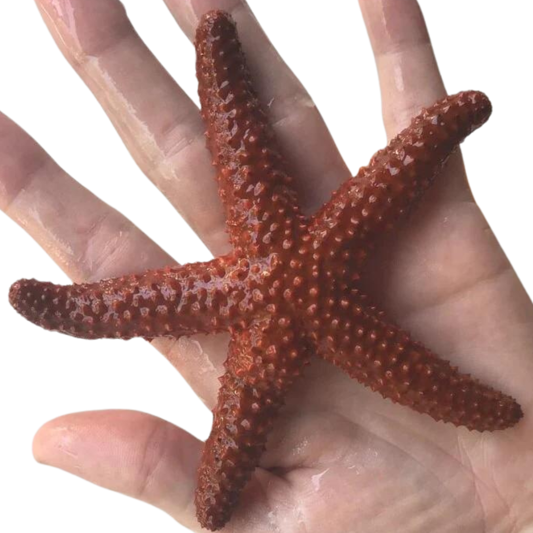 Key West Starfish (large) – Foxy Saltwater Tropicals