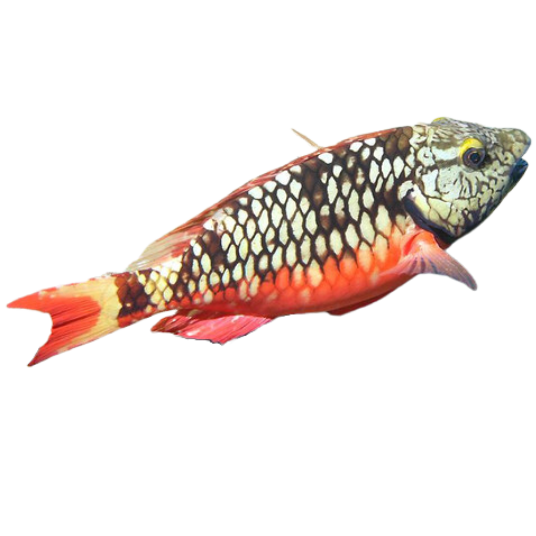 Female Stoplight Parrot (XL 8-10")