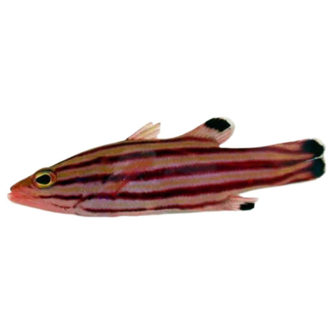 Swissguard Basslet (large)