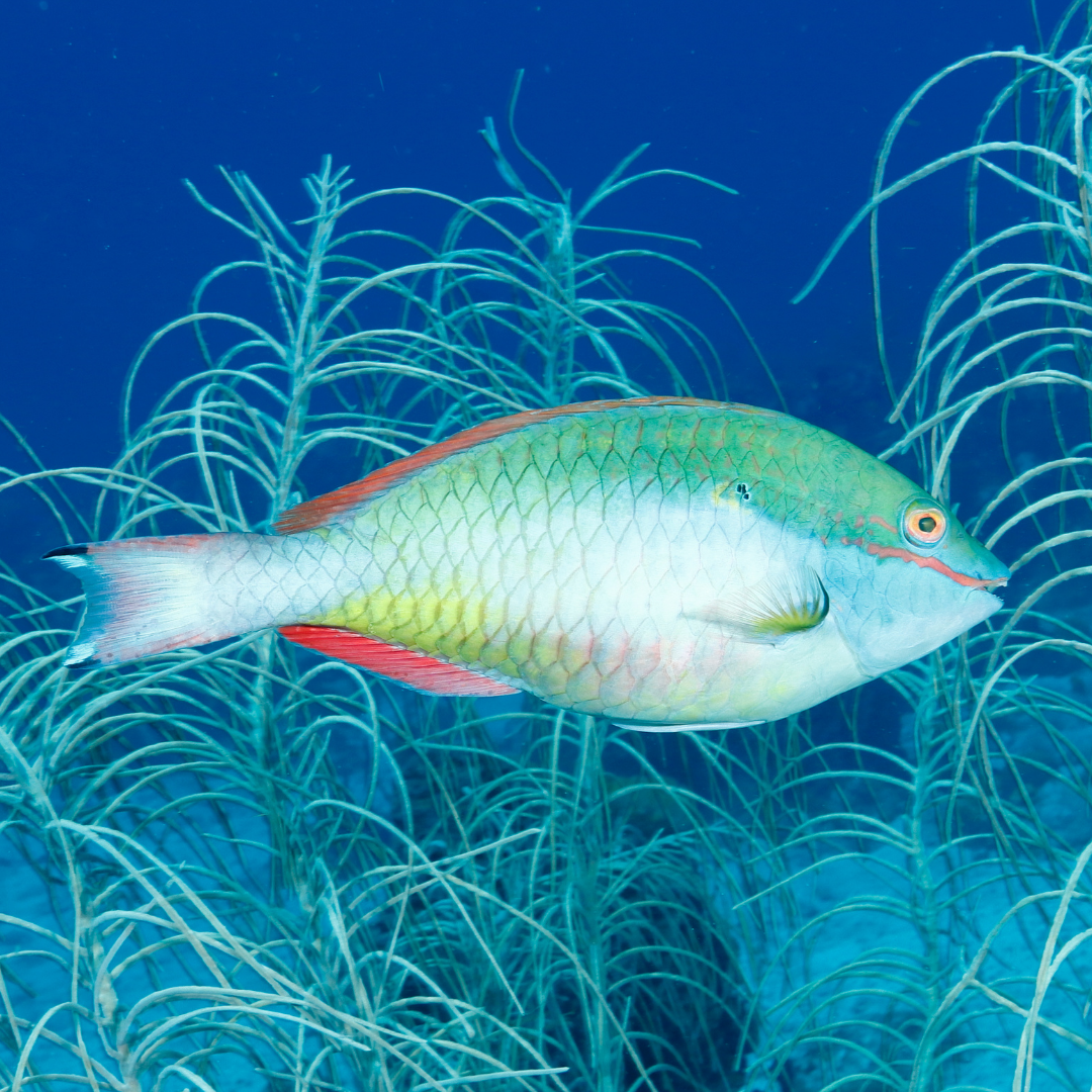 Alpha Male Red Banded Parrot (XL 8-10")