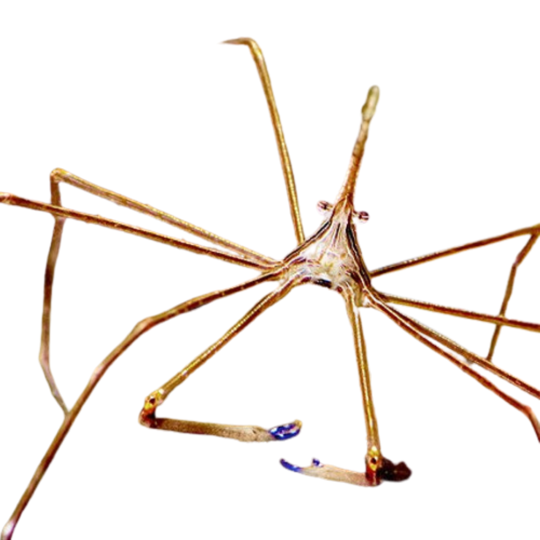Arrow Crab