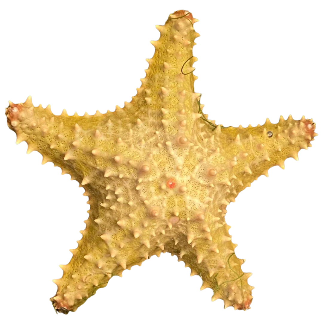 Bahama Sea Star