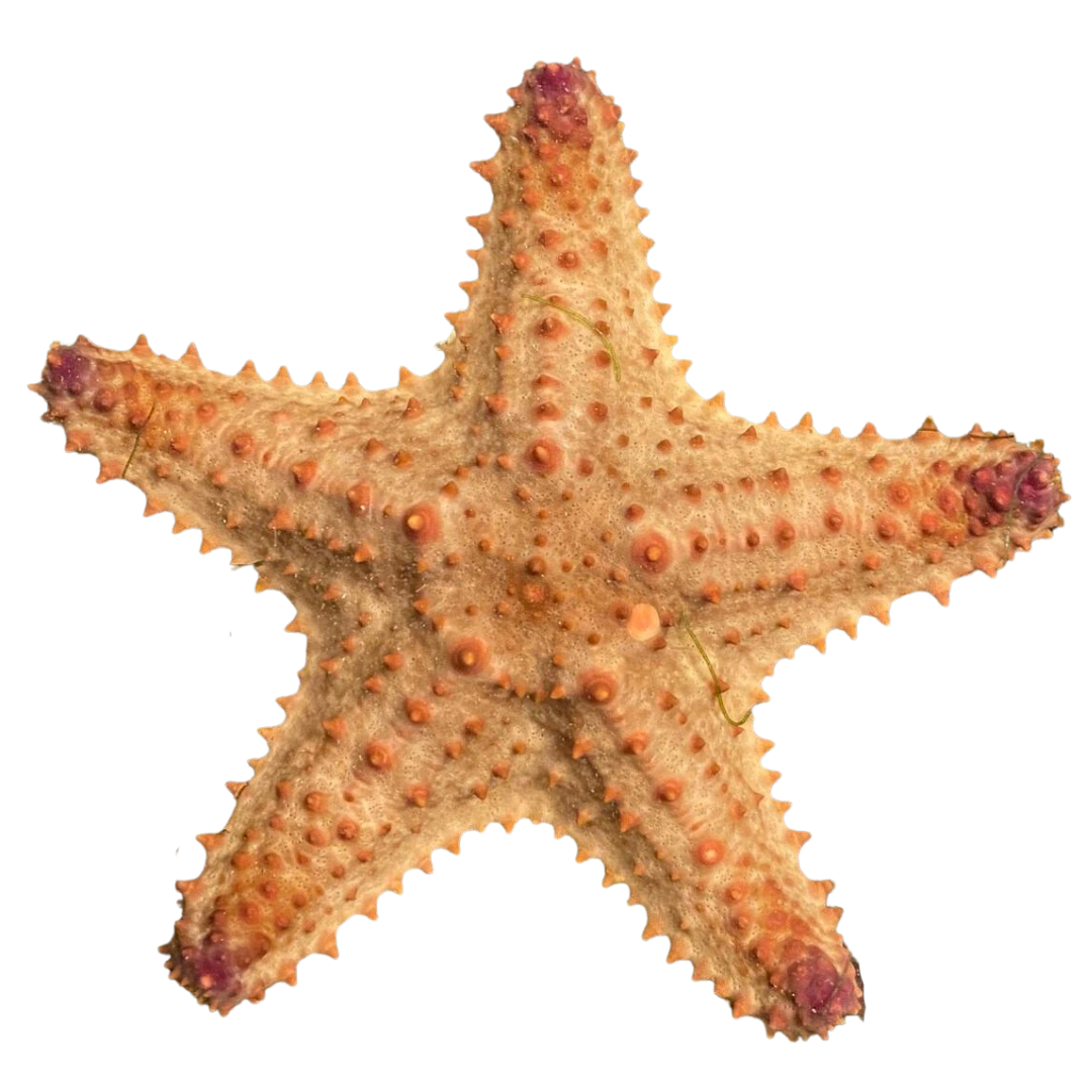 Bahama Sea Star
