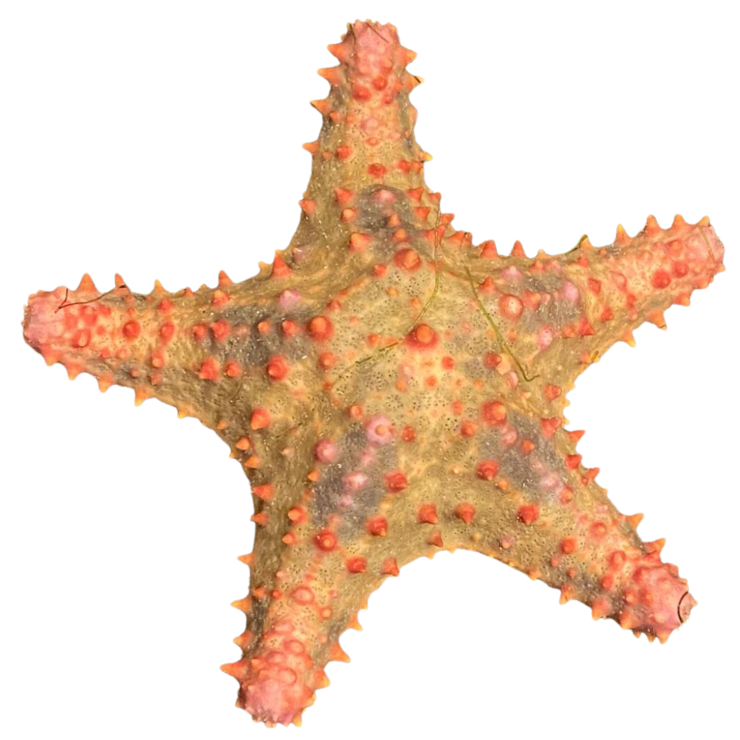 Bahama Sea Star