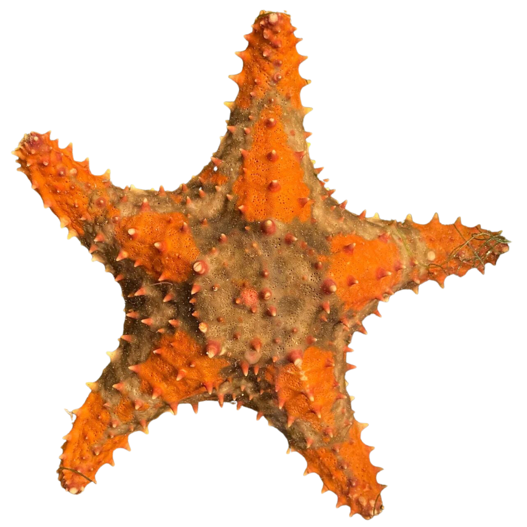 Bahama Sea Star