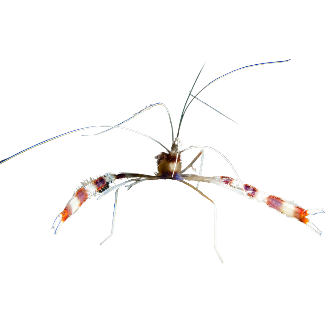 Banded Coral Shrimp
