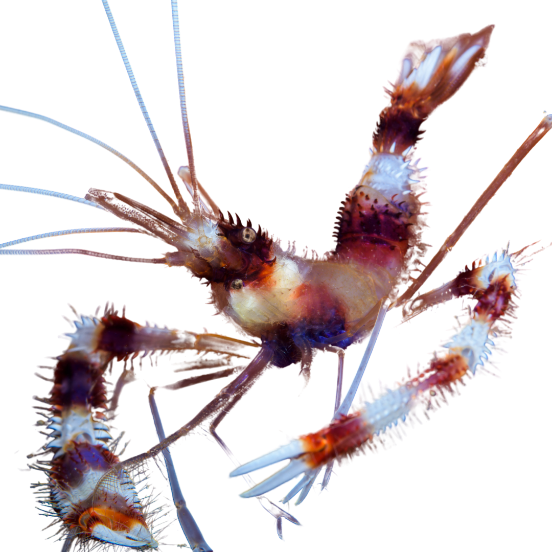 Banded Coral Shrimp