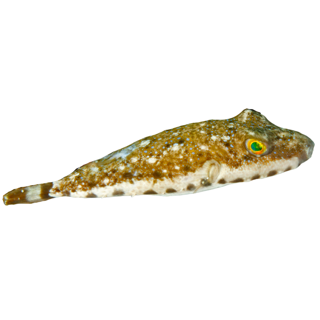 Bandtail Puffer