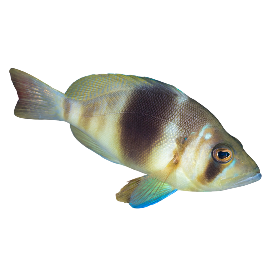 Barred Hamlet (sm/md <4")