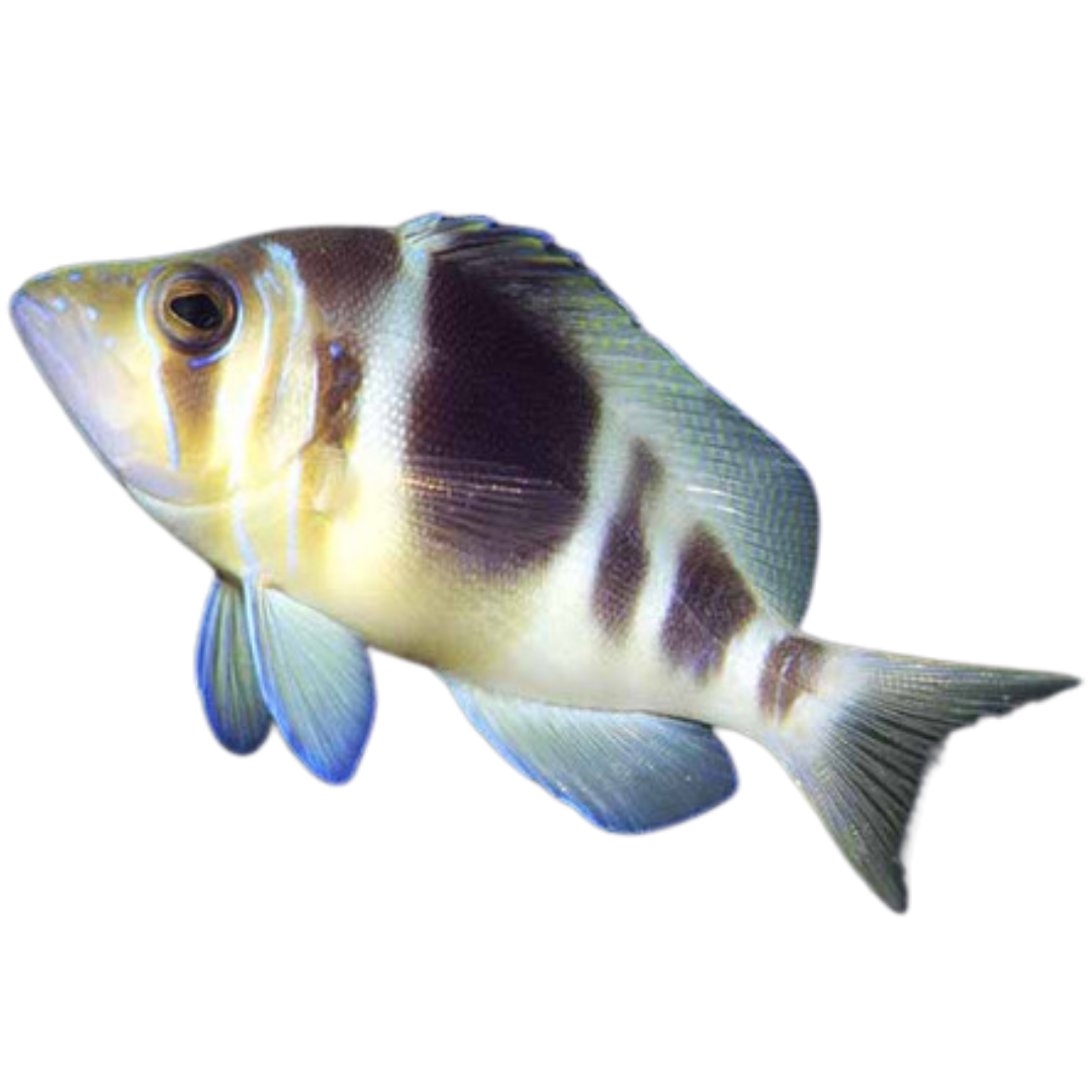 Barred Hamlet (sm/md <4")