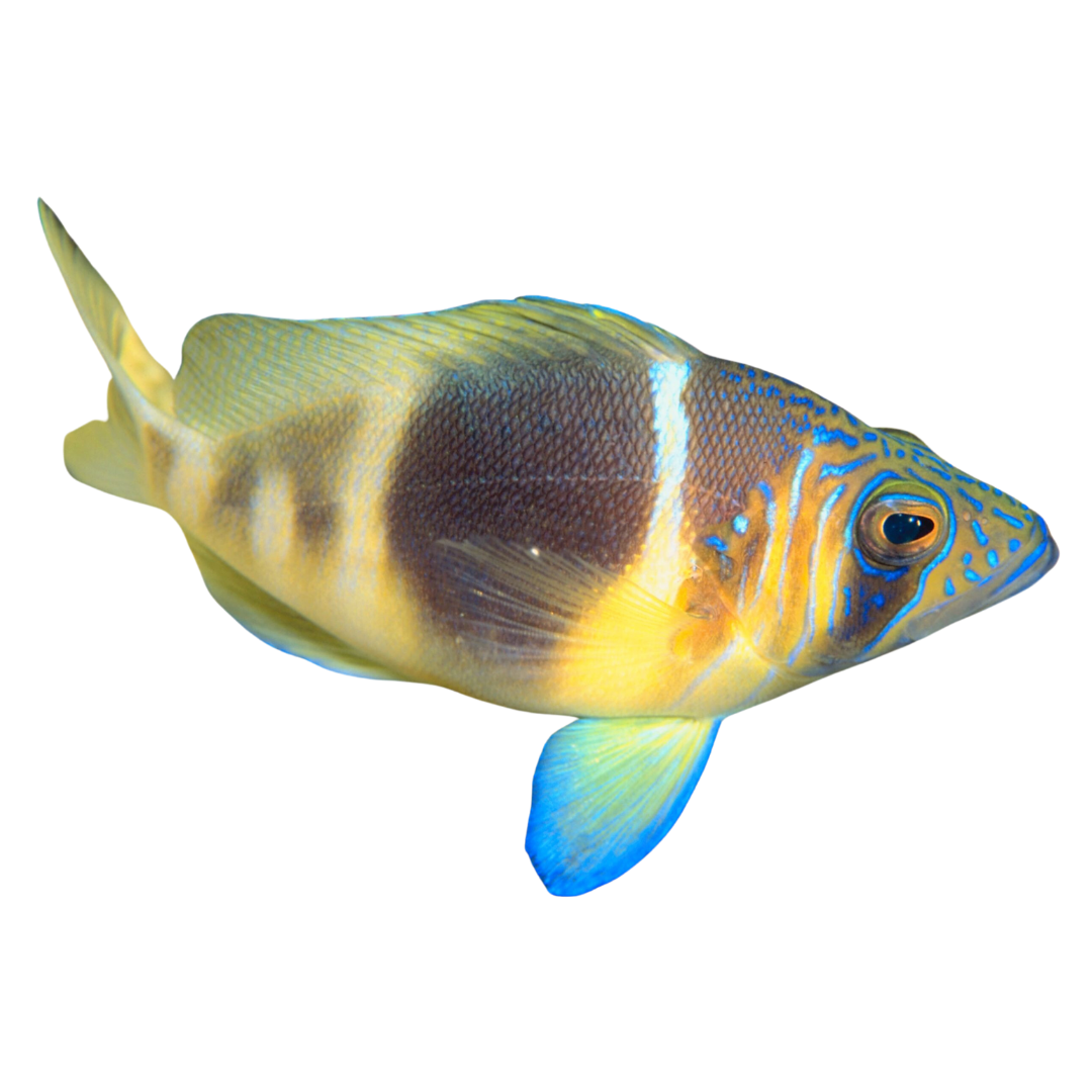 Barred Hamlet (sm/md <4")