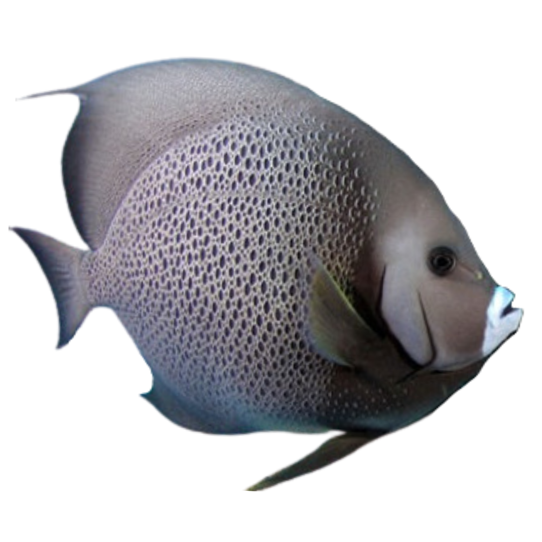Black Angelfish (Large 5-7 inches)