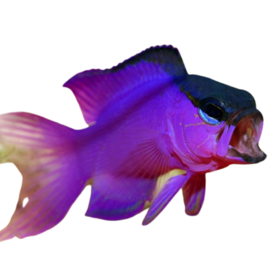 Black Cap Basslet (SM/MD)