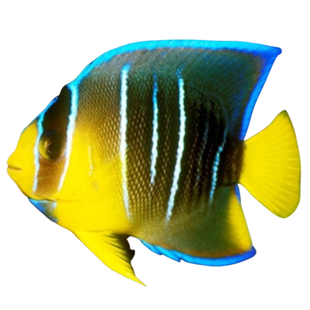 Blue Angelfish (Small 2-3 inches)