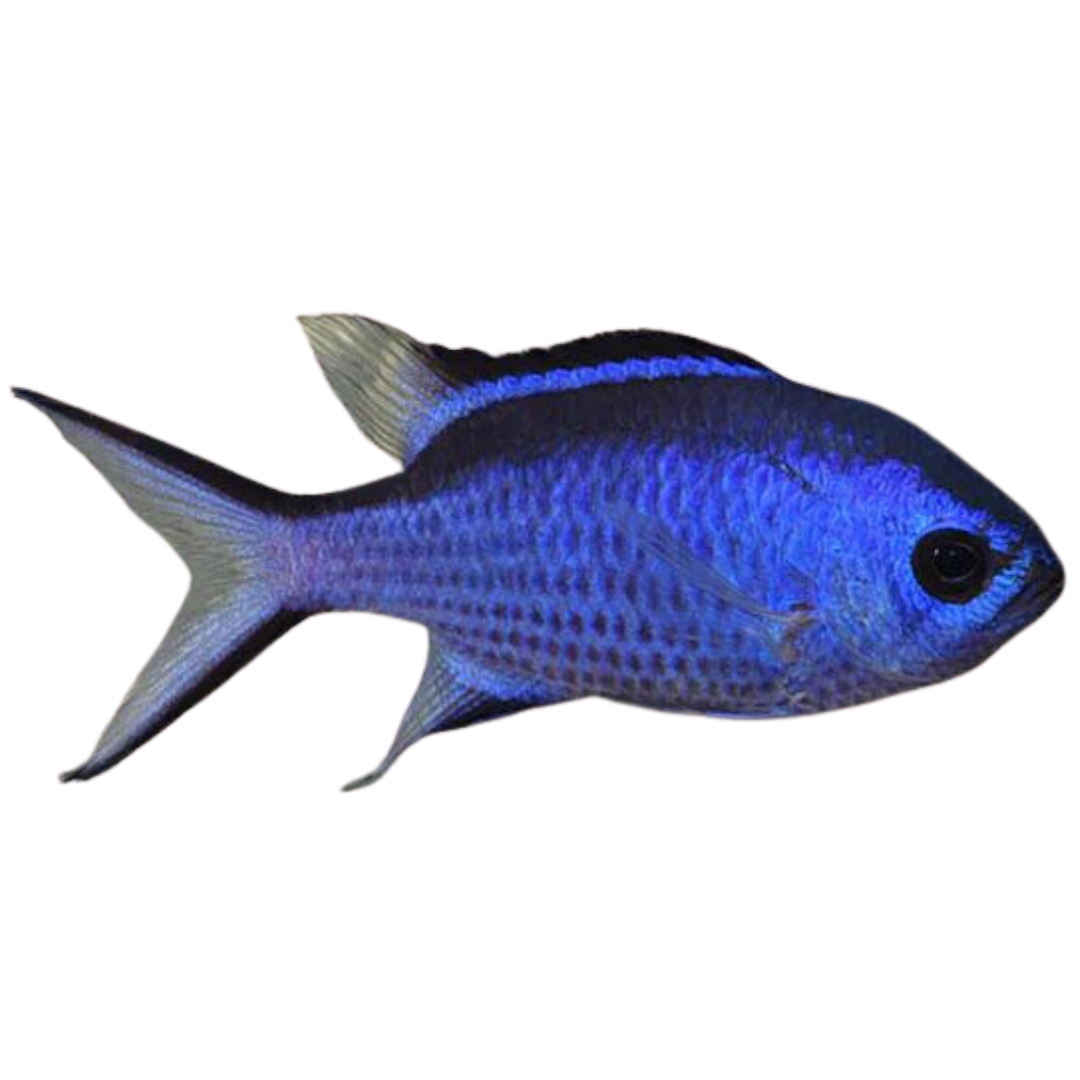 Blue Reef Chromis (Medium)