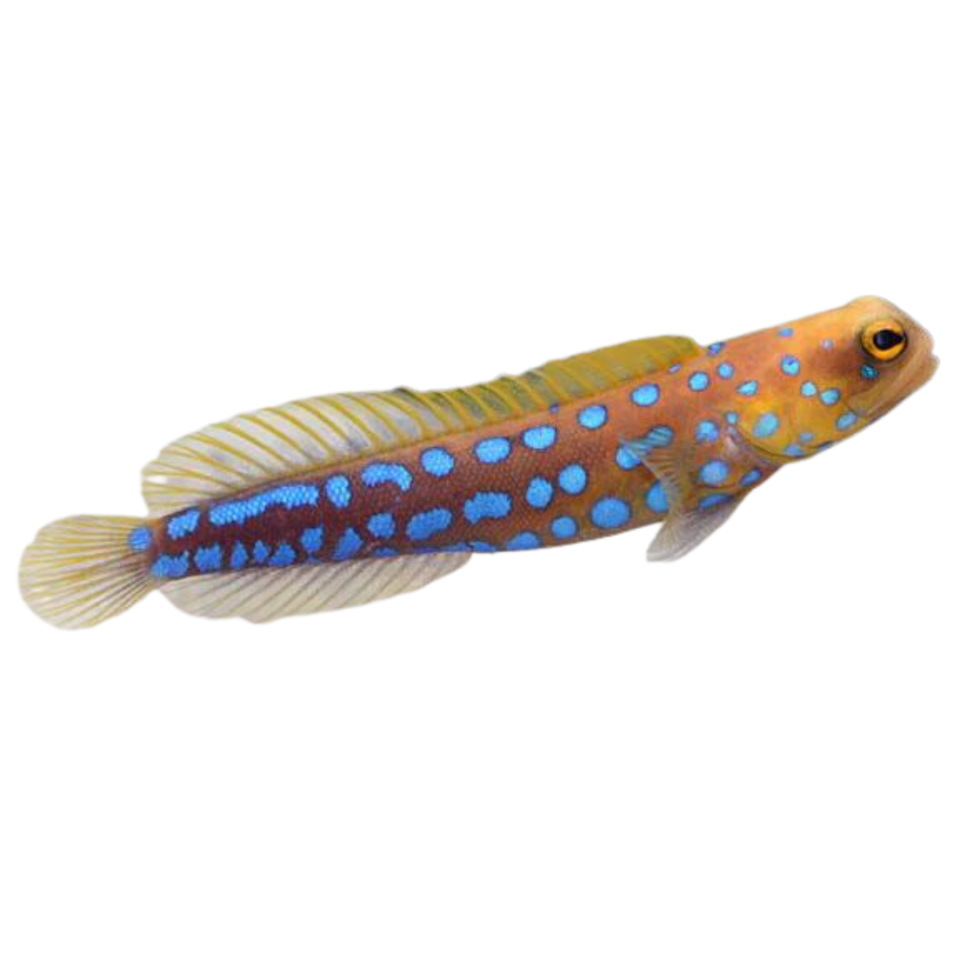 Blue Spot Jawfish