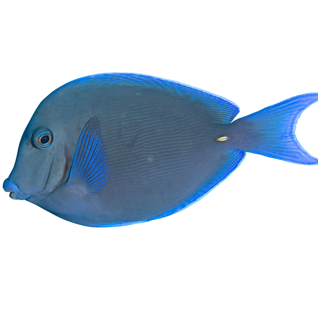 Atlantic Blue Tang (Medium) 2.5 - 4 inch Atlantic Tang