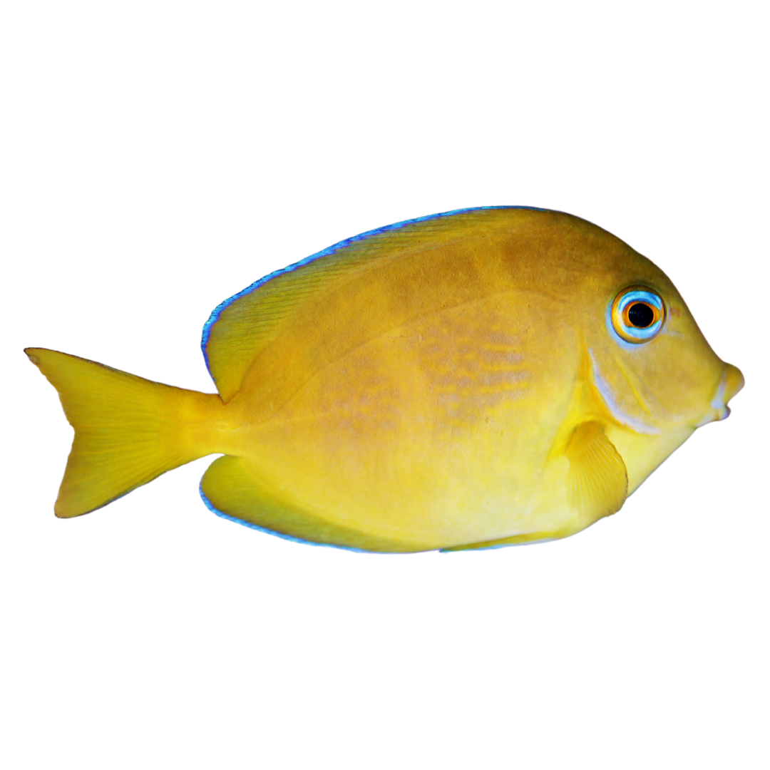 Atlantic Blue Tang (Small) juvenile 1-2.5 inch