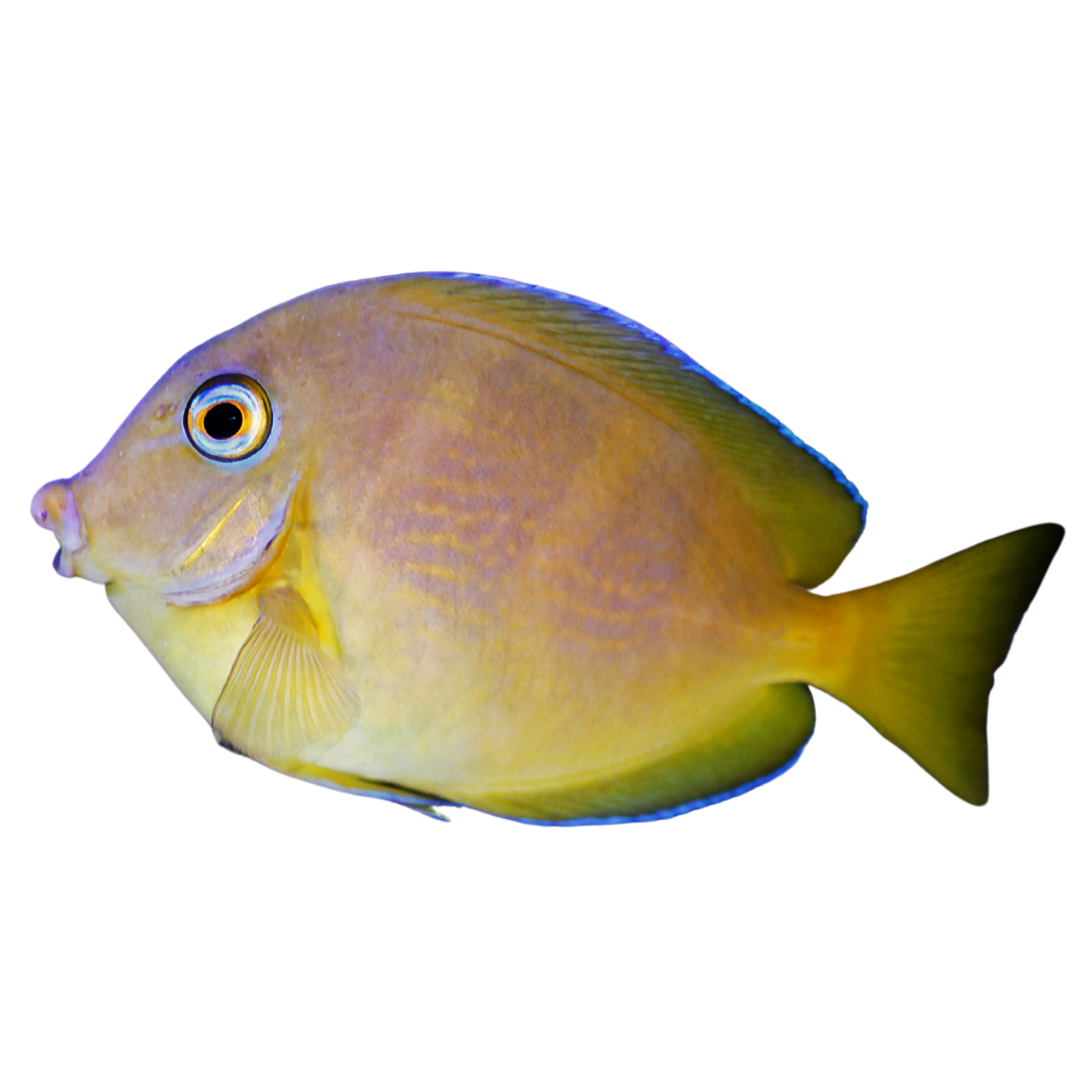 Atlantic Blue Tang (Small) juvenile 1-2.5 inch
