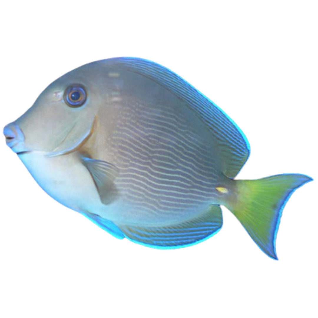 Atlantic Blue Tang (Medium) 2.5 - 4 inch Atlantic Tang