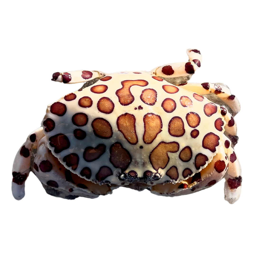 Calico Crabs (large 2-4 inches)