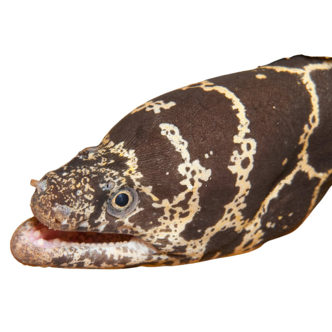 Chainlink Moray (small/medium)