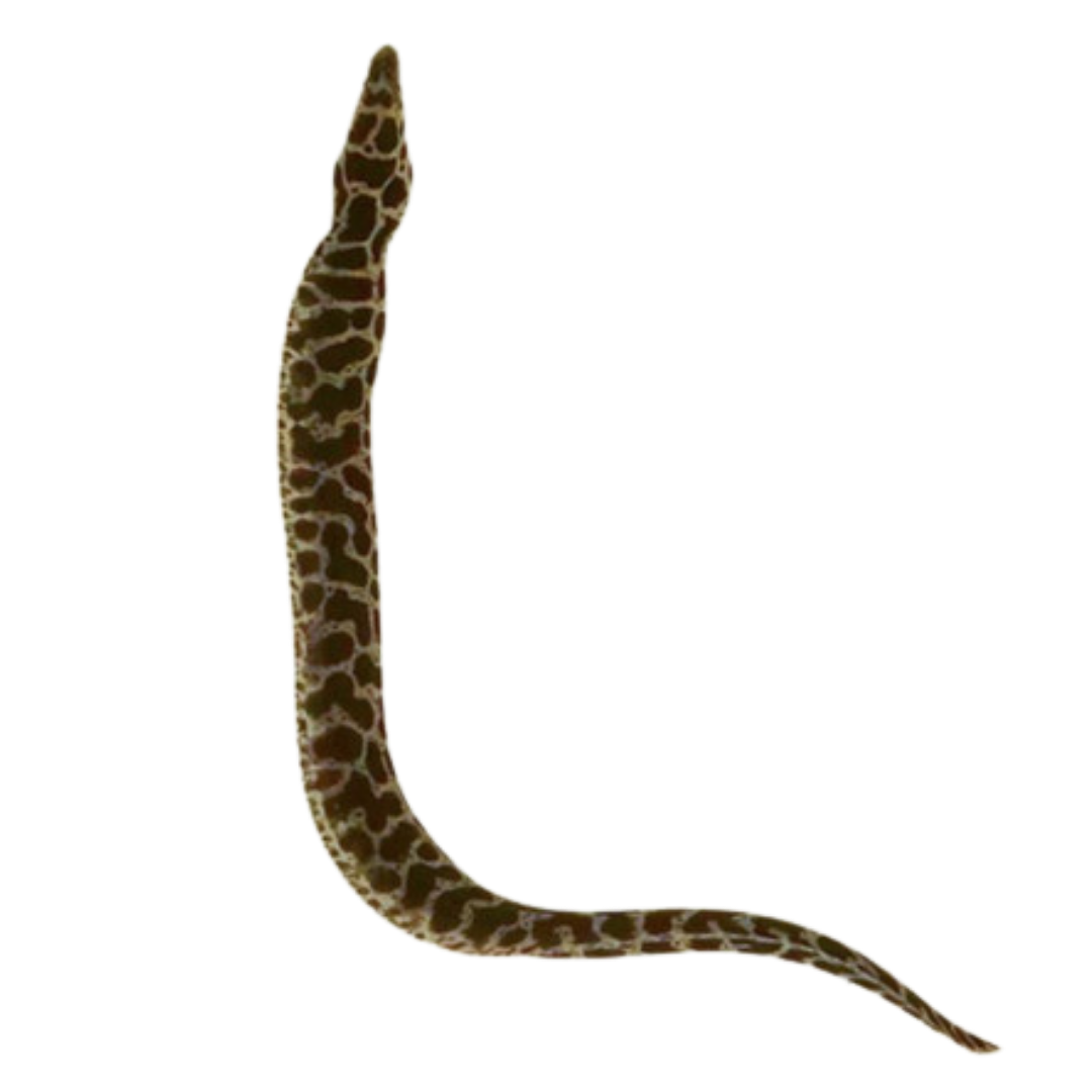 Chainlink Moray (small/medium)