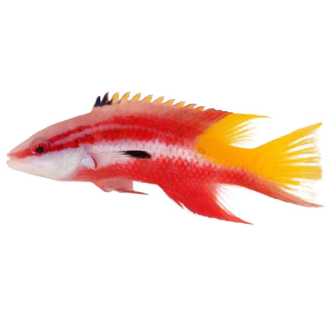 Cuban Hogfish (XXXL 9+ inches)