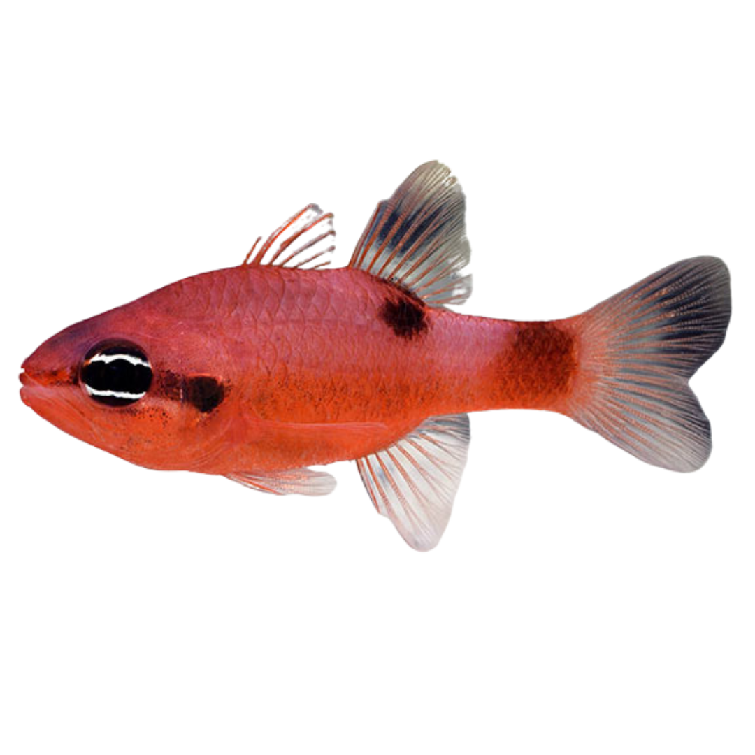 Flame Cardinal XL