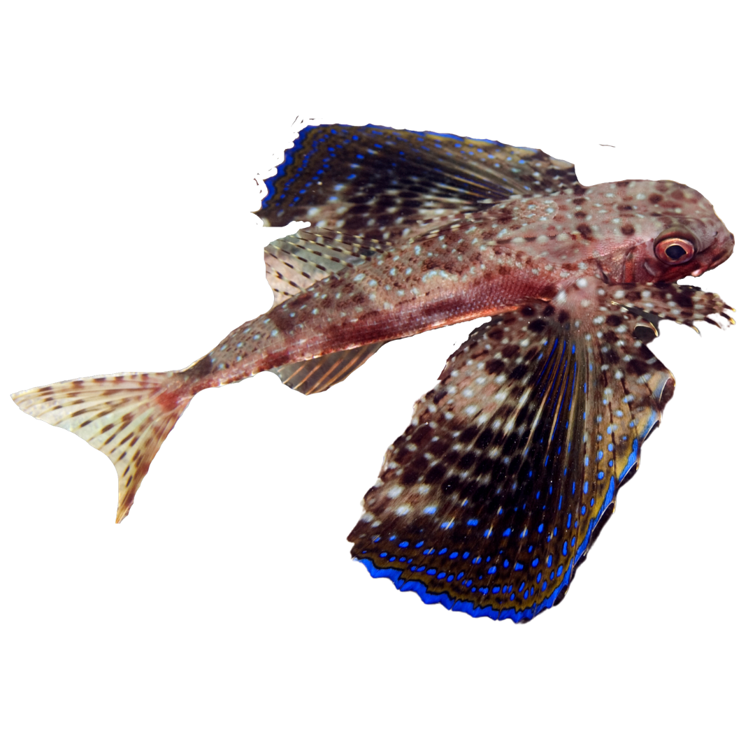 Flying Gurnard (medium 3-5 inch)