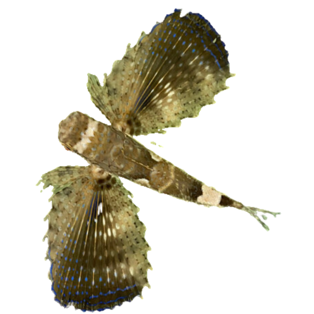 Flying Gurnard (medium 3-5 inch)