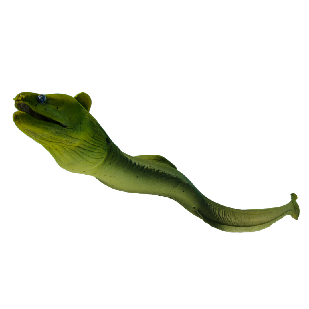 Green Moray (small 1-2 ft.)
