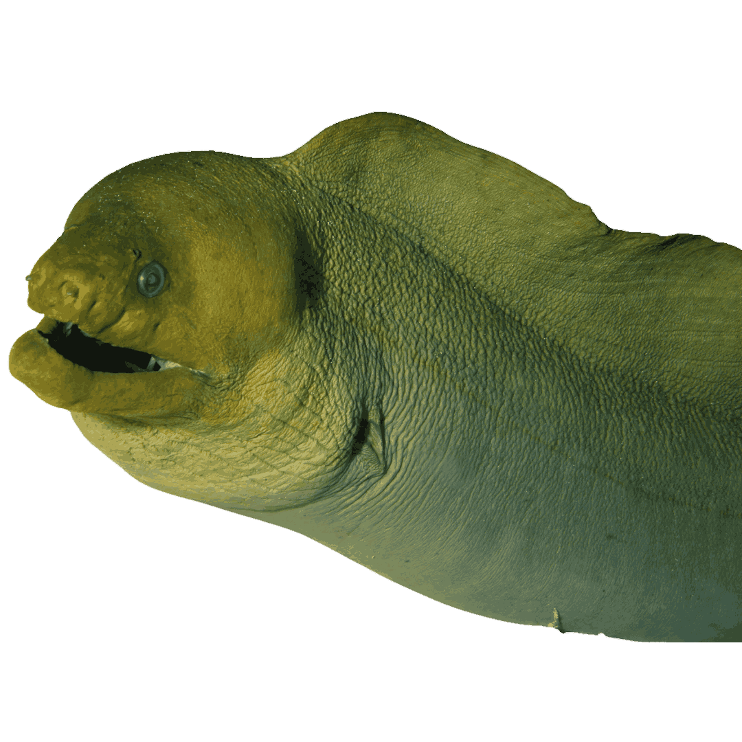 Green Moray (small 1-2 ft.)