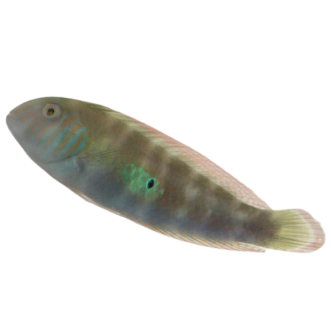 Green Razor Wrasse