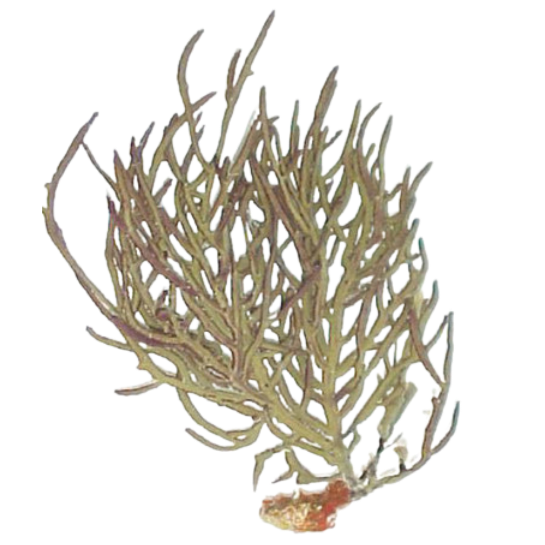 Green-Yellow Whip Gorgonian (under 10")