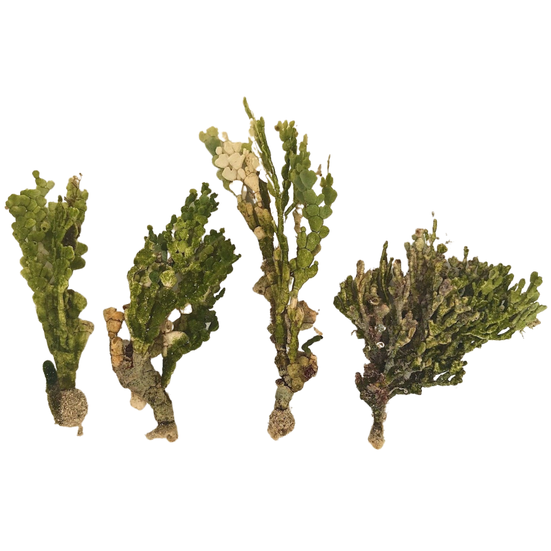 Halimeda Single Stem Plant
