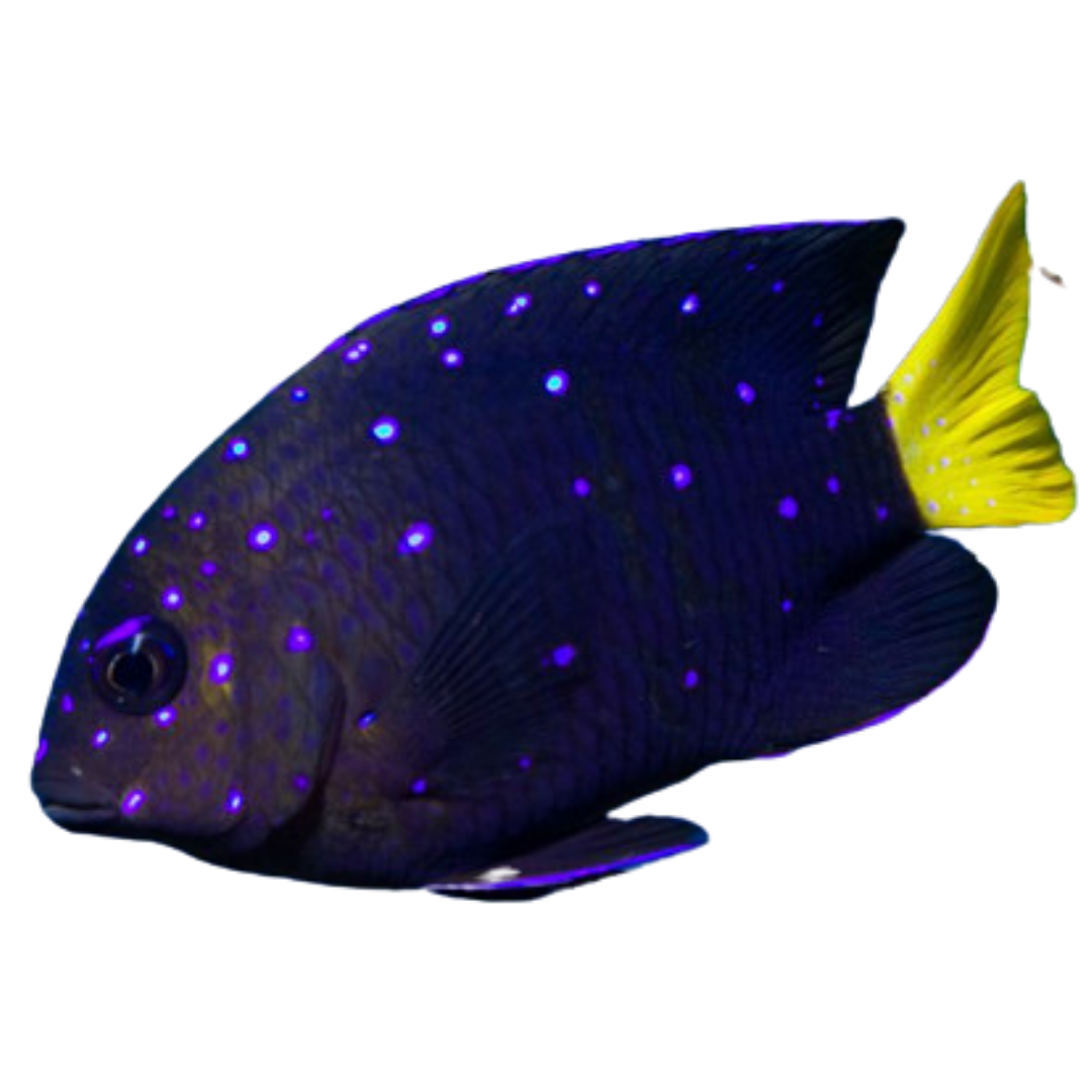 Jewel Damsels (Medium)