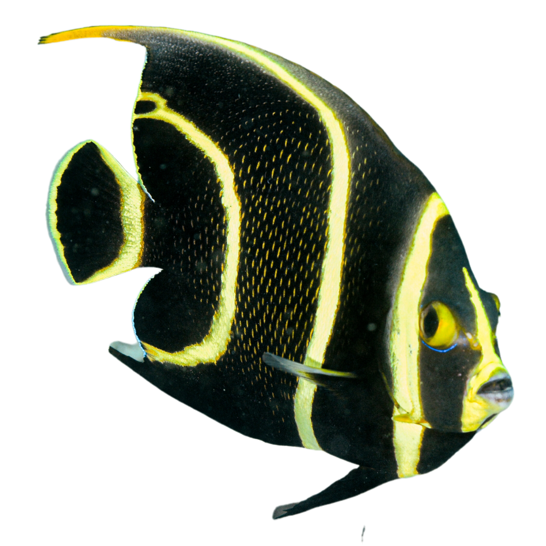 French Angelfish (Small 1.5 - 3 inches)
